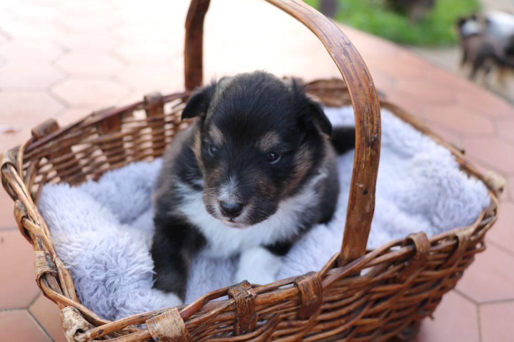 De la vallée du vrin - Chiot disponible  - Shetland Sheepdog