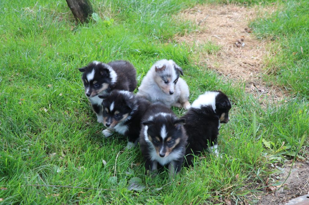 chiot Shetland Sheepdog De la vallée du vrin