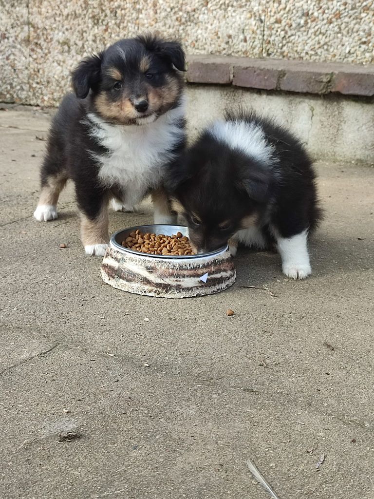 De la vallée du vrin - Chiot disponible  - Shetland Sheepdog