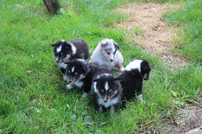 De la vallée du vrin - Shetland Sheepdog - Portée née le 10/06/2024