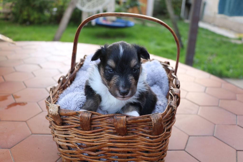 De la vallée du vrin - Chiot disponible  - Shetland Sheepdog