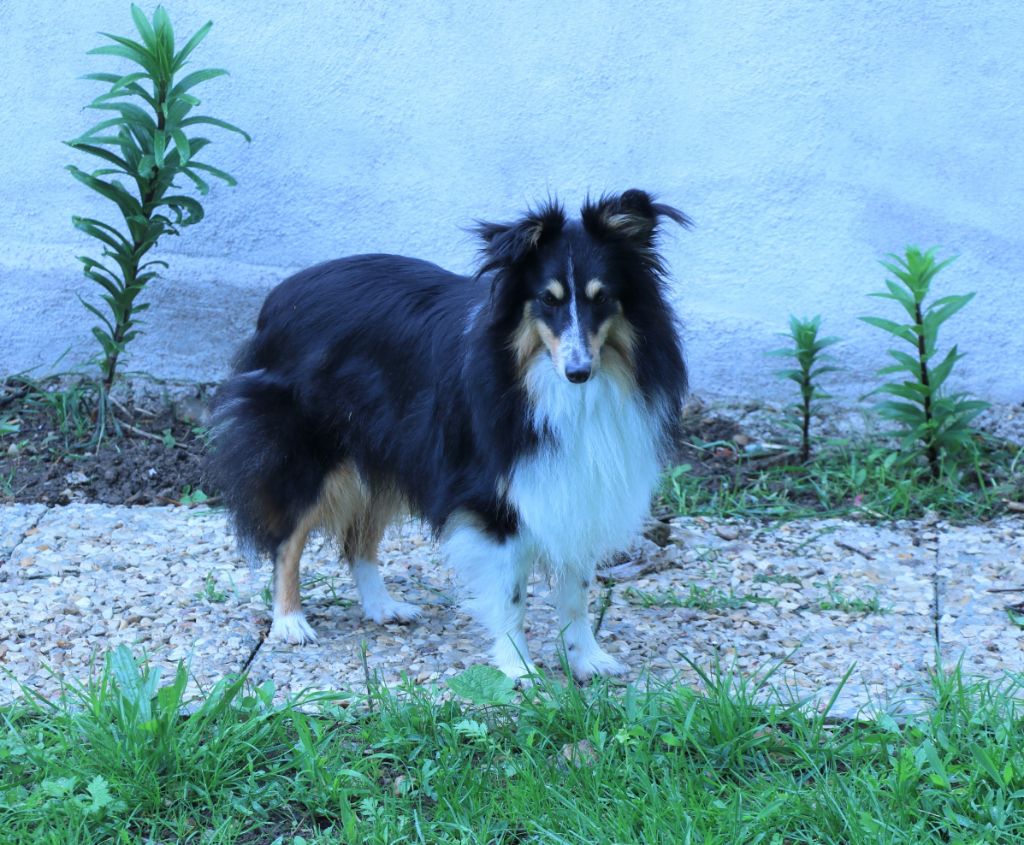 Sunia De la combe berail