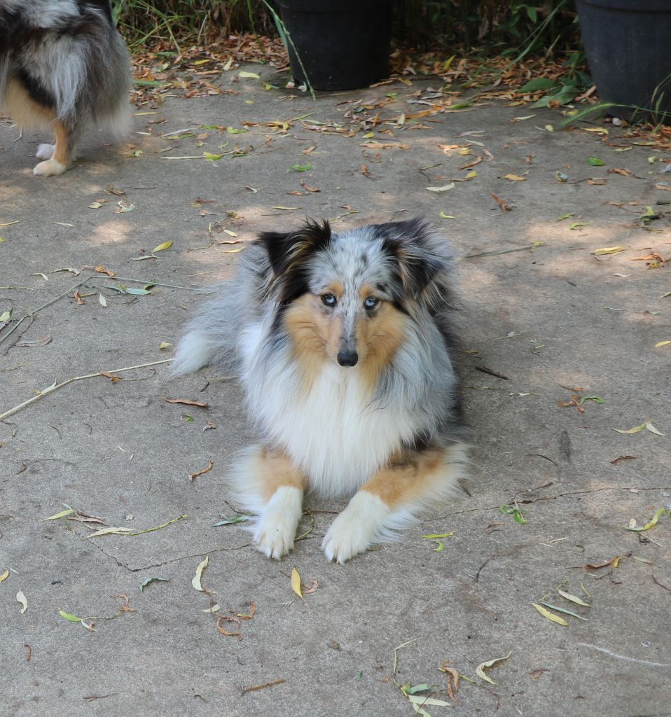 plus de chiots disponibles