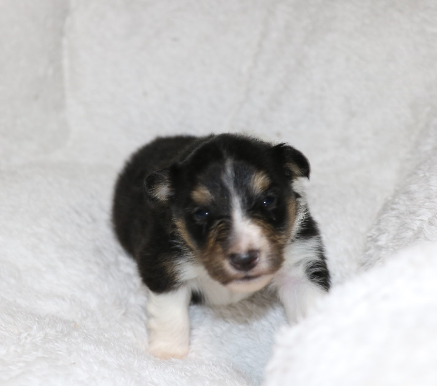 De la vallée du vrin - Chiots disponibles - Shetland Sheepdog