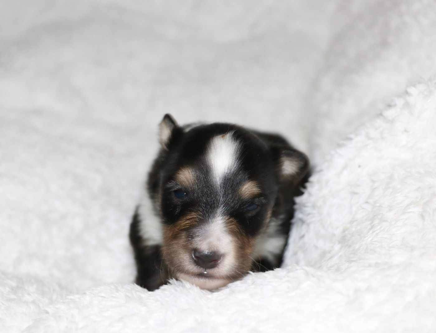 De la vallée du vrin - Chiots disponibles - Shetland Sheepdog