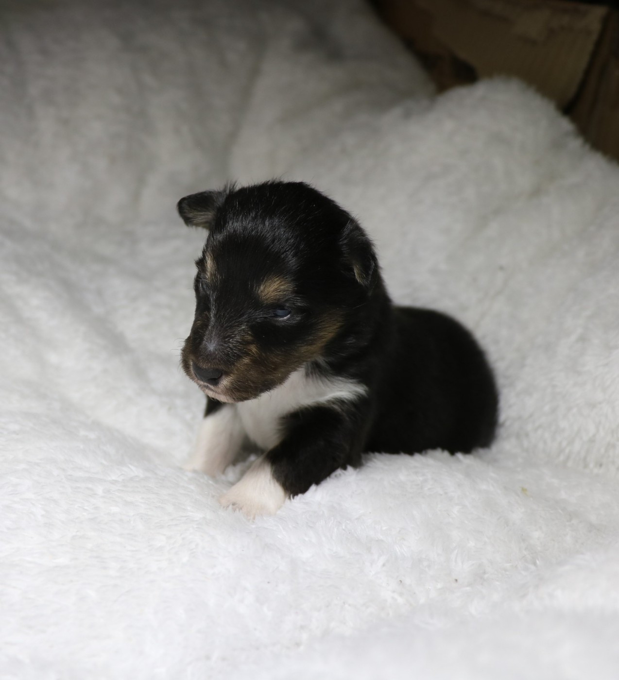 De la vallée du vrin - Chiots disponibles - Shetland Sheepdog