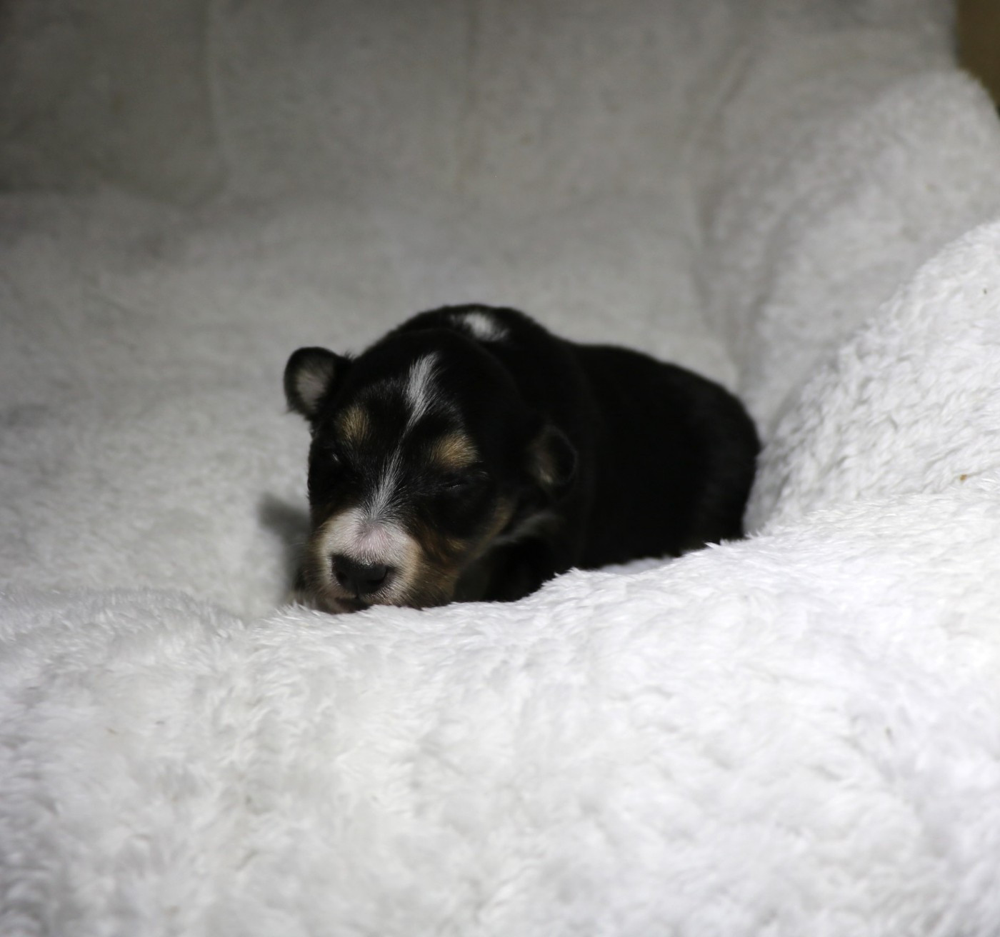 De la vallée du vrin - Chiots disponibles - Shetland Sheepdog