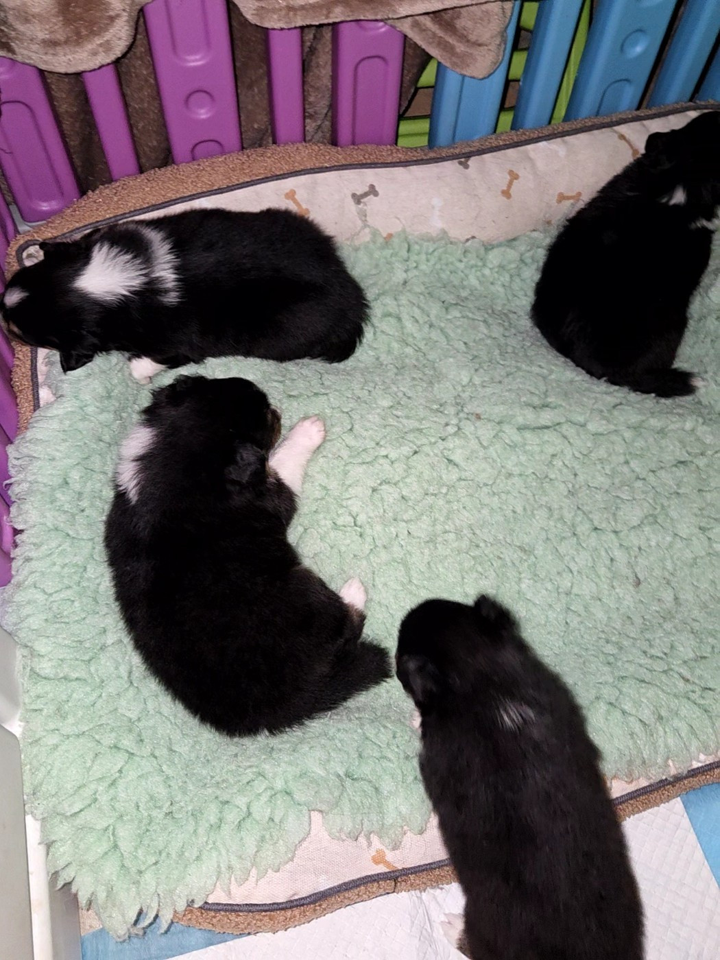 De la vallée du vrin - Shetland Sheepdog - Portée née le 14/10/2025