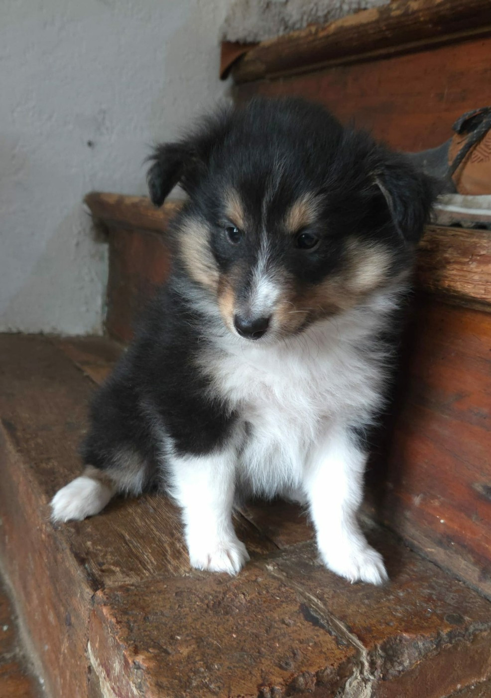 De la vallée du vrin - Chiots disponibles - Shetland Sheepdog