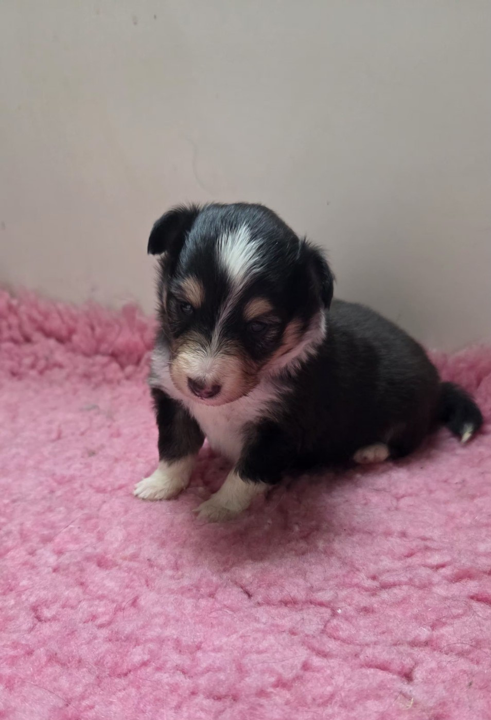 De la vallée du vrin - Chiots disponibles - Shetland Sheepdog
