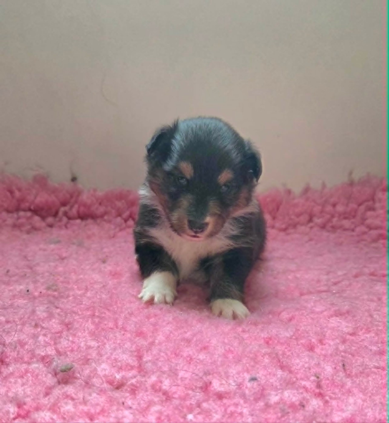 Chiot N°1