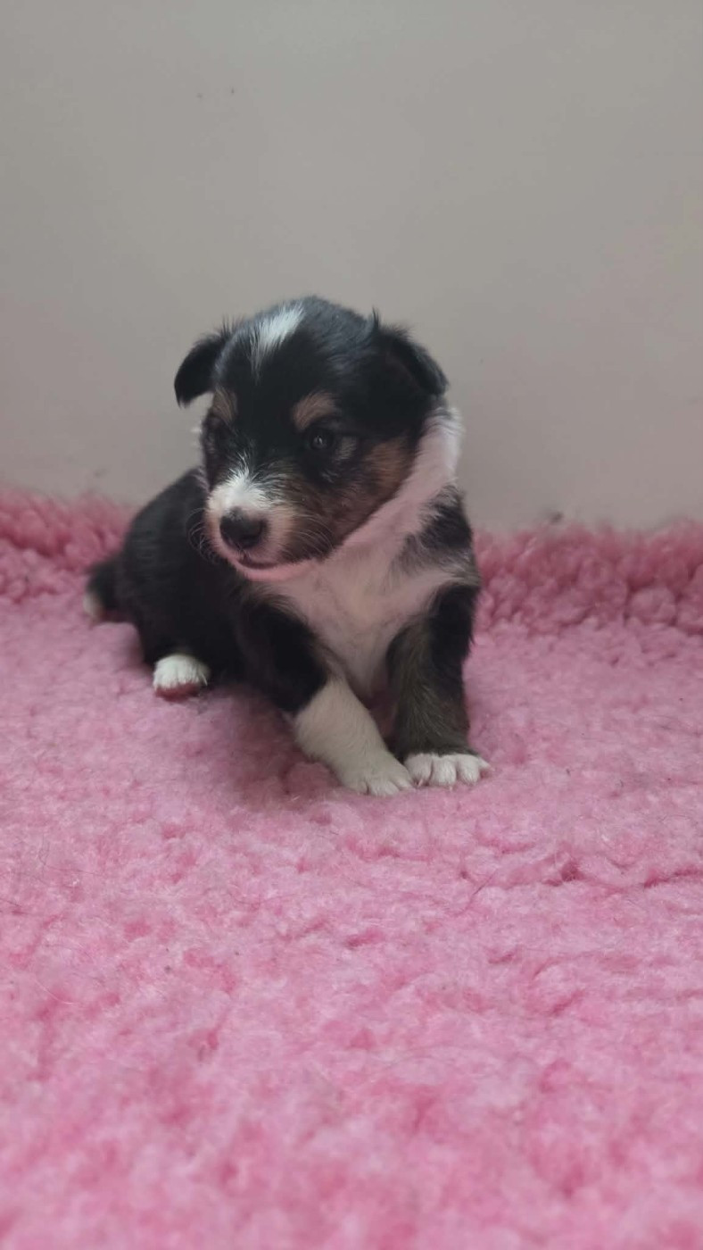 Chiot N°2