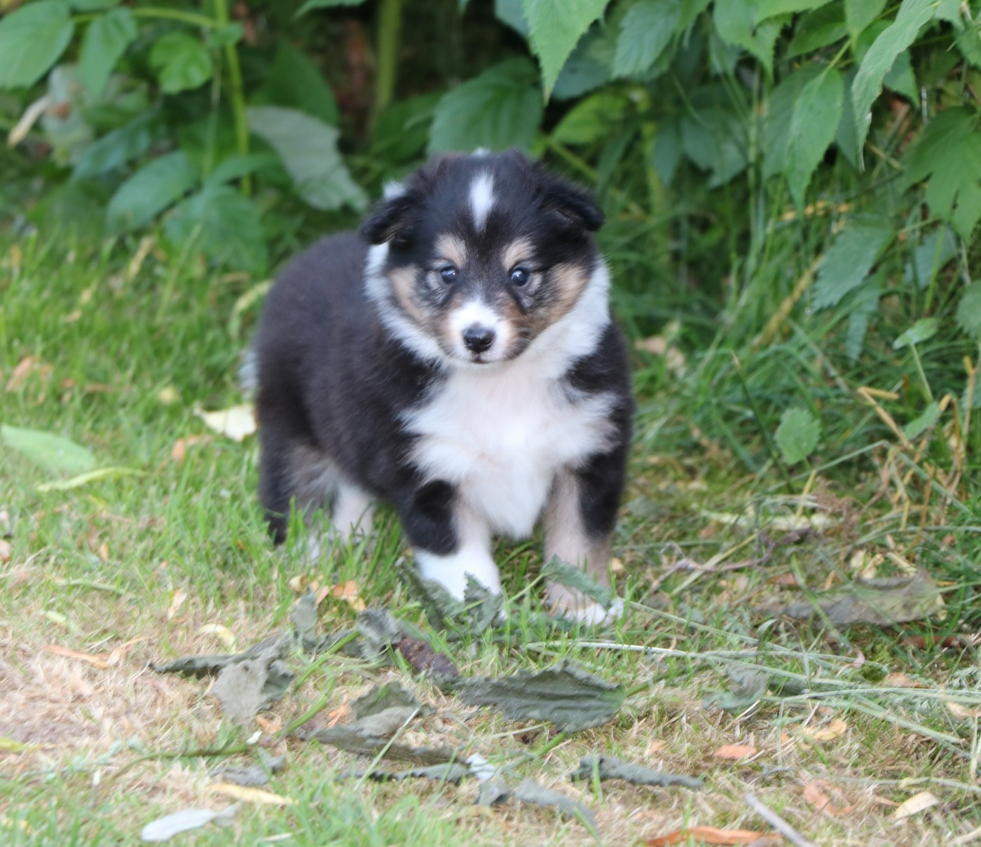 De la vallée du vrin - Chiots disponibles - Shetland Sheepdog