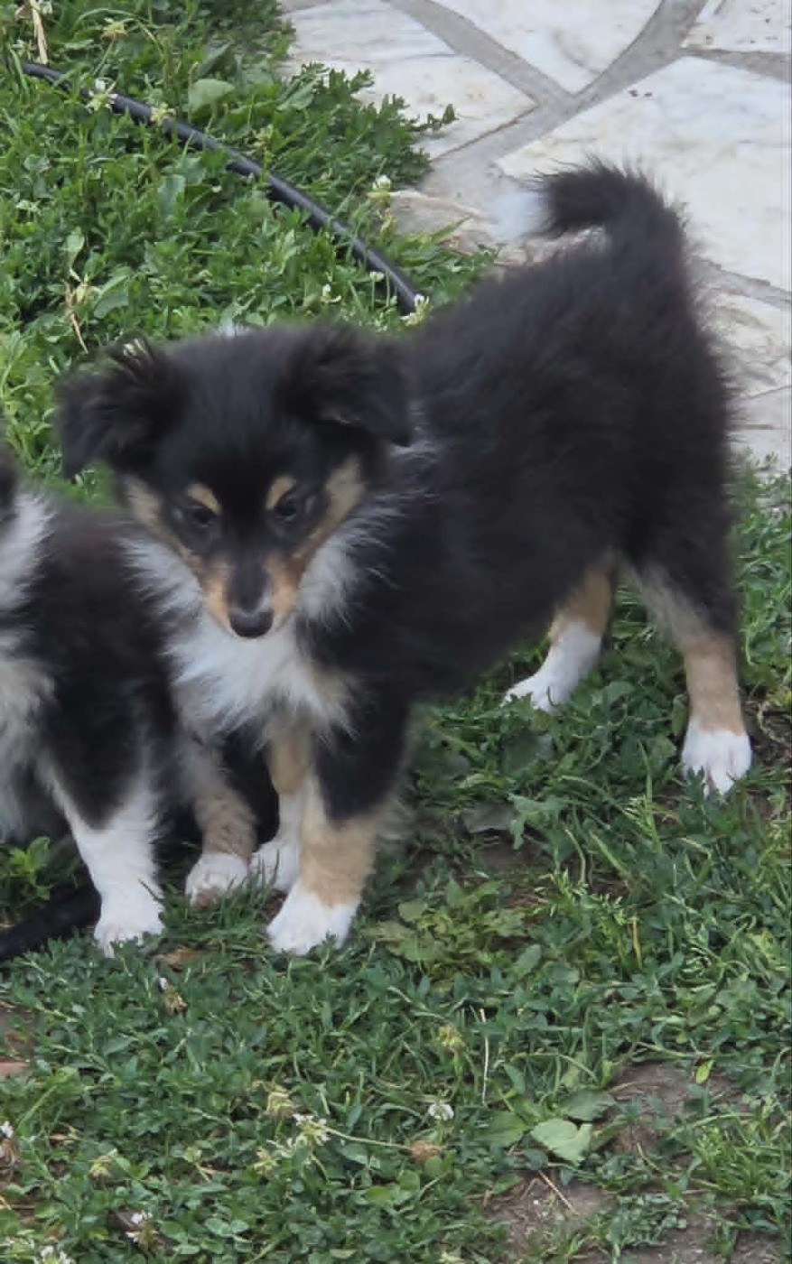 De la vallée du vrin - Chiots disponibles - Shetland Sheepdog