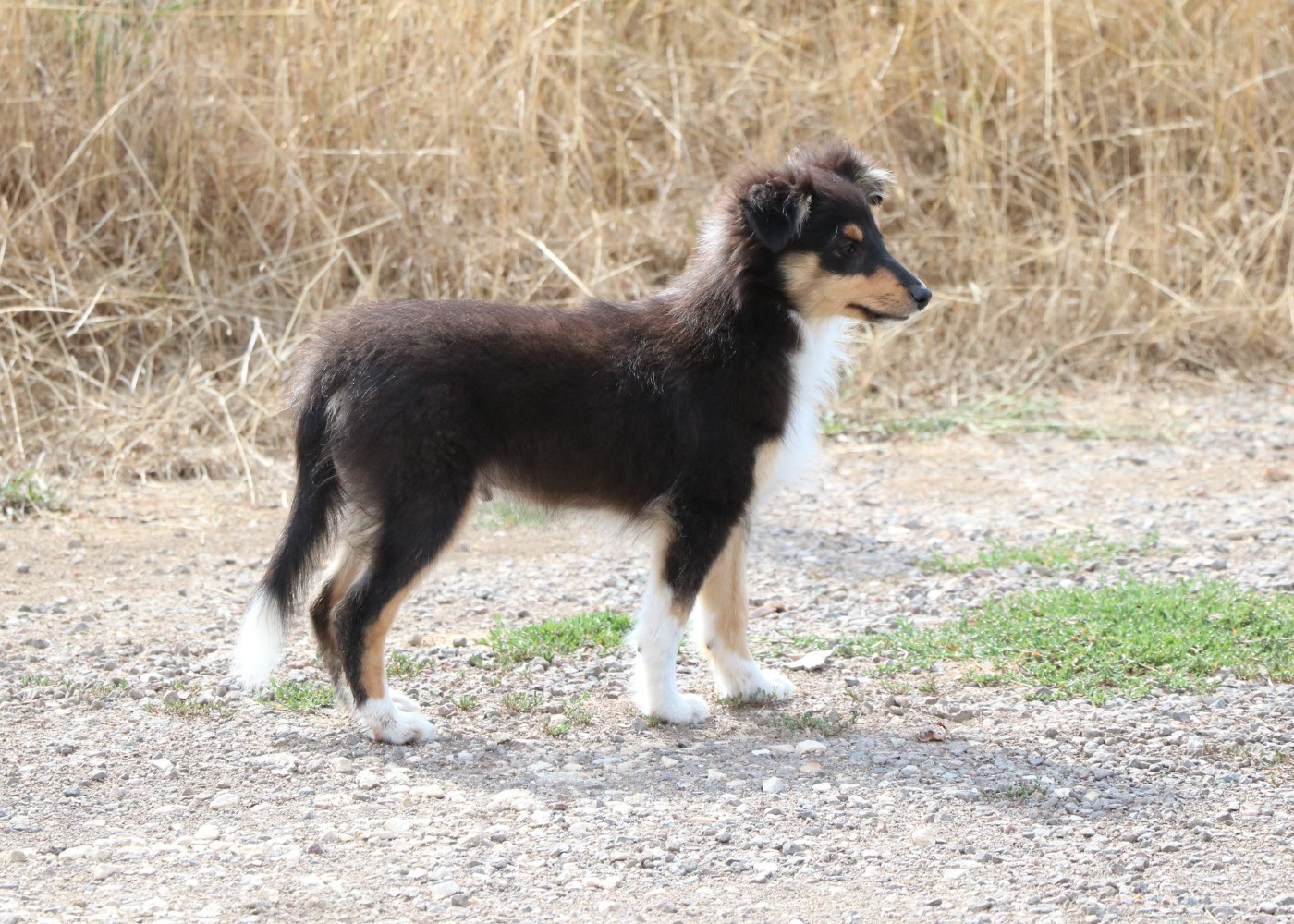 De la vallée du vrin - Chiots disponibles - Shetland Sheepdog