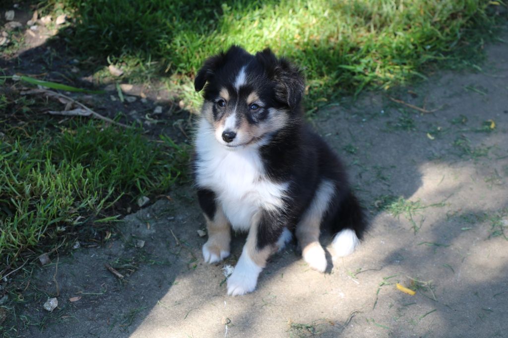 De la vallée du vrin - Shetland Sheepdog - Portée née le 09/03/2025