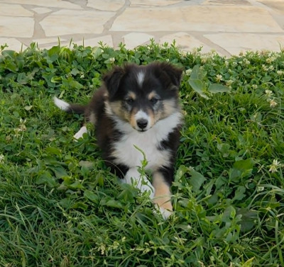 Bazil